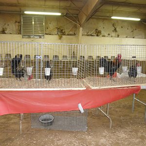 My husband's birds.  Just getting set up