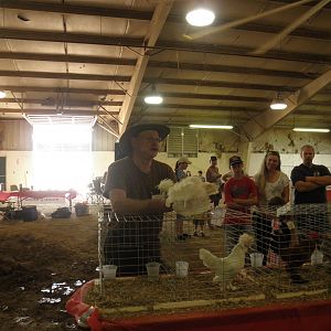 Judging a Sultan cockeral.