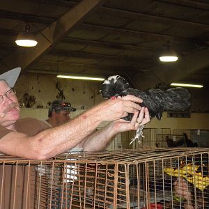 White Crested Black Polish pullet.  She has too much black in her head feathers and did not place.