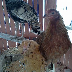 in the back Colt
katana on left and pocahontis beside her