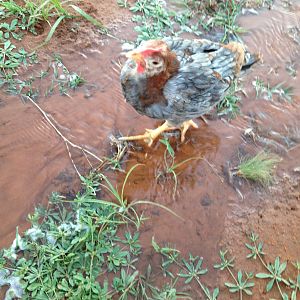 Blindy again!! My baby!!