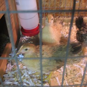 front and center my biggest hen, shes only 9 weeks old and twice the size of the other 2, but very gentle and loves to be held. I named her" big momma"  the little buff colored hen in back is the stringy wild one, shes somewhat silkie too, but very skittish, we're working on that, I named here "blondie"