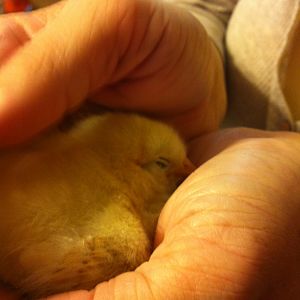 She fell asleep in my wife's hand.