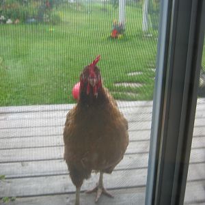 No, Perscilla, there are no more treats in here.
