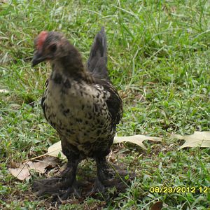 silkie/d'uccle. he does have a beard but it got plucked out so is now growing back in but all these mixes have beards.