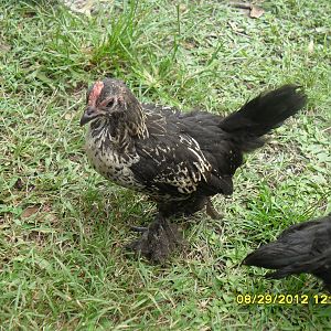 silkie/d'uccle