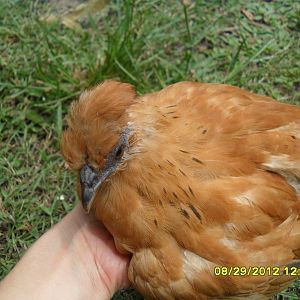 silkie/d'uccle