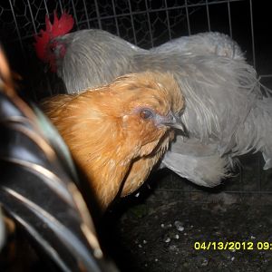 silkie/d'uccle mix