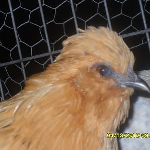 silkie/d'uccle mix