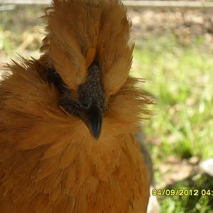 silkie/d'uccle mix