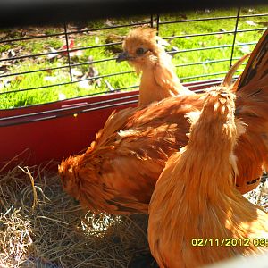 silkie/d'uccle mix