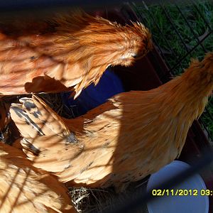 silkie/d'uccle mix