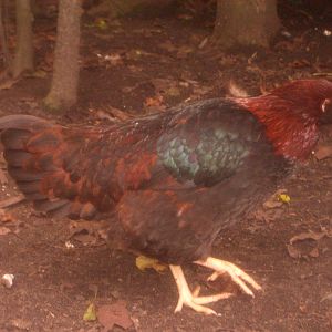 Barnevelder/Ameraucana X Love the colors