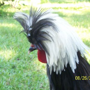 Moppet Rooster