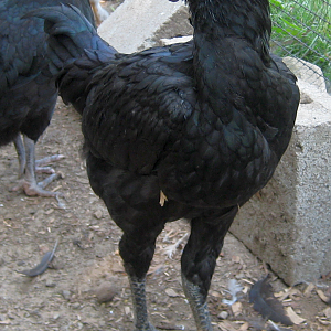 newest addition to my flock, dunno the breed, but he's all black