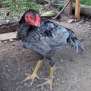 blue oriental gamefowl mutt @ 4 months