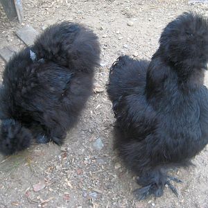 black silkie pullets all grown up @ 6 months