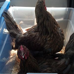 Kentucky and Enchilada (supposedly Blue Laced Red Wyandottes) riding in the car to go to school with me for exotic pets day!