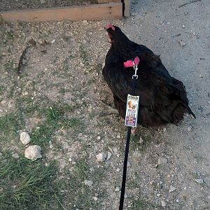 Loco, my Black Jersey Giant, trying our her new leash