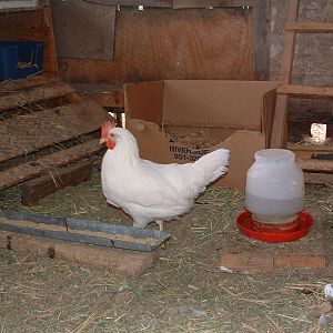 first to lay the first egg.