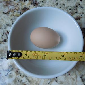 Sunny's perfect little egg. Our first!