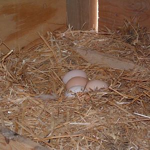 before the neighbor's animals killed my last hens I was getting a good supply of eggs.