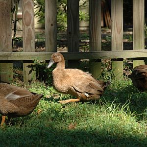 The duck in the center there is Jack when we still called him Jane.