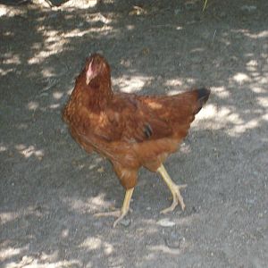 One of the hens we got back in spring this year.
