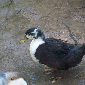 Our female duck. Not sure what she is but we call her Speckled. My girls are so happy this turned out to be female lol