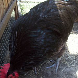 This is the rooster that started it all. He was given to us by our neighbor with another rooster and 3 females. This guy had a story though. When he was born he wasn't breathing or moving. One of the neighbor kids remembered 101 Dalmations and starting rubbing him and praying over him. Well he perked right up. And as you can see very healthy. They named him Miriacal(sp). I had promised to never kill him but he has become quite mean and he's just got to go now. He's about 2 1/2 to 3 years old.
