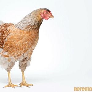 EggBerta...aka Layne Stalie from Alice in Chains!