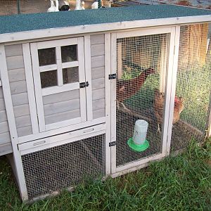 We got this coop from Atwoods and we love it. We move it around the yard. Right now we got 3 hens in it.