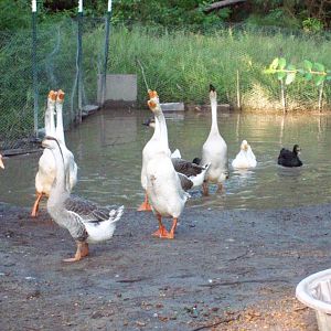 The pond that was created tks to Issac lol They love it.