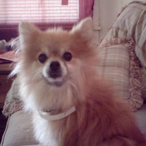 Foxie is a rescue. She is an old girl and when she was found she was so matted she had a christmas light bulb matted in her hair. Now she's starting to go blind and we keep her comphy and happy.