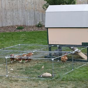 coop and run, both movable