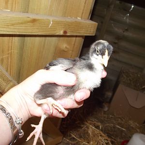 cocoa - blk maran age 3 wks