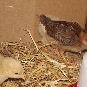 welsummer - deon - 3 weeks