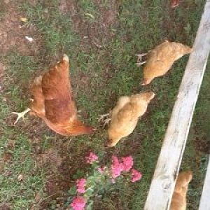 My girls running around the farm.