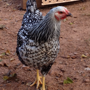 One of my Silver Laced Wyandottes.  Such a pretty girl!