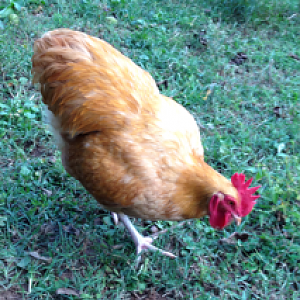 My Buff Orpington Rooster, John Wayne :)