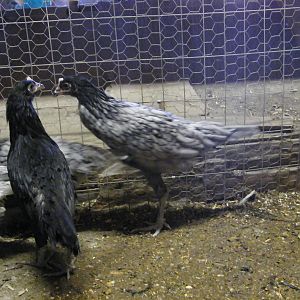 2012 Hatch.
A little blurry but a pretty nice bird.  She didn't like the camera pointing at her.