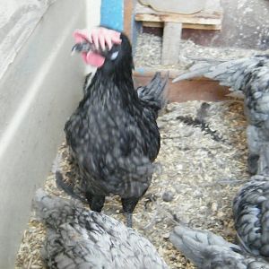 2012 Hatch.
Brother to the above pullets.  I have no idea why his comb flopped over at such an early age.  Lacing and coloring are nice.