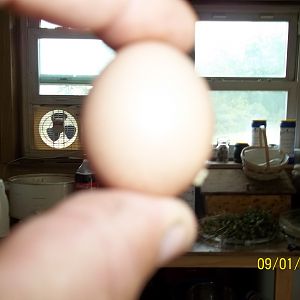 one of my big laying hens