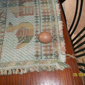 what a egg