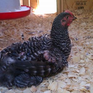 first day of missing feathers and cuts