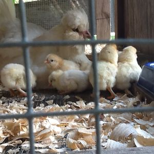 Momma sultan with all her chicks game rooster is the father