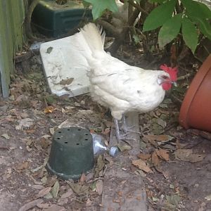 Neighbor's California white hen   he has 2 that always come to my yard   she is in his yard now  he has a lot of junk laying around