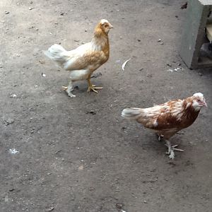 2nd and 3rd pullets