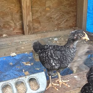 Zebra  thought male because he was lighter than Matilda but it is a pullet