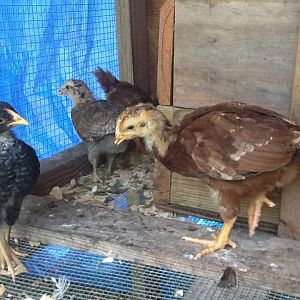 left to right- Matilda, Goofy, Minnie and Micky in the front of nesting box